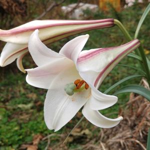 タカサゴユリ,食用ほうずき,こぼれ種,放置栽培の画像