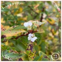 ネリネ,モミジ,ユキヤナギ,ダイヤモンドリリー,紅葉（こうよう）の画像