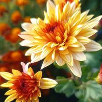 デージー,デージー,デージー,ポットマム ダンテ,ポットマム ダンテの画像