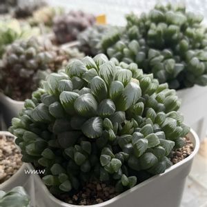 オブツーサ,オブツーサ,ハオルチア,多肉植物,癒されるの画像