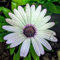 どんぐり,コルジリネ,オステオぺルマム,季節外れの開花,おうち園芸の画像