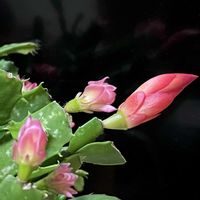 デンマークカクタス,デンマークカクタス コンペイトウ,シャコバ サボテン,リビング,誕生日プレゼントの画像