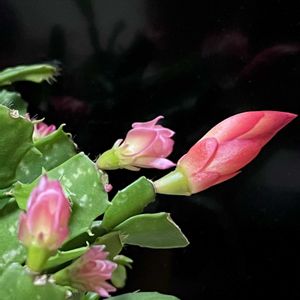 デンマークカクタス,デンマークカクタス コンペイトウ,シャコバ サボテン,リビング,誕生日プレゼントの画像