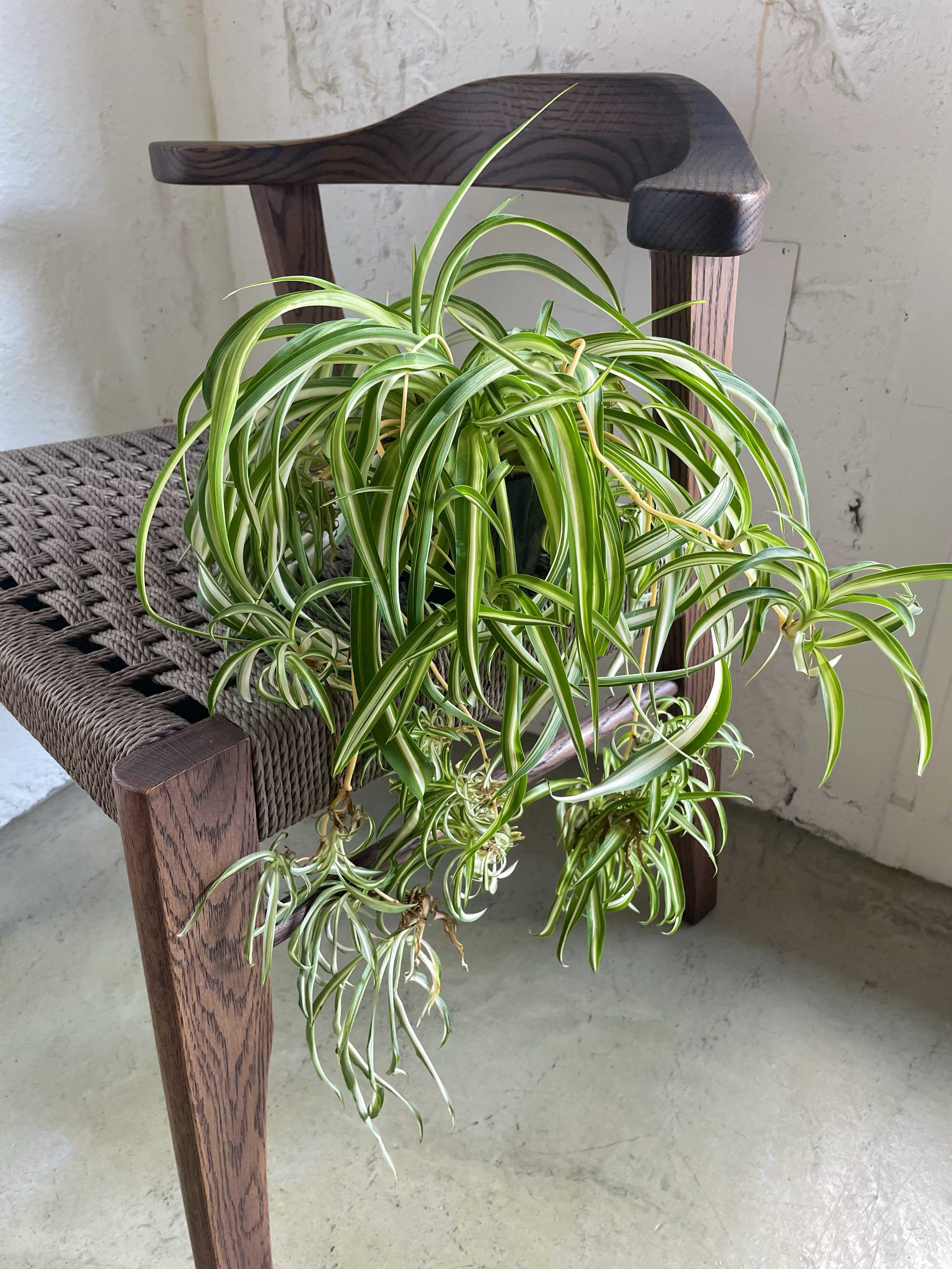 オリヅルラン ボニーの一覧｜🍀GreenSnap（グリーンスナップ）