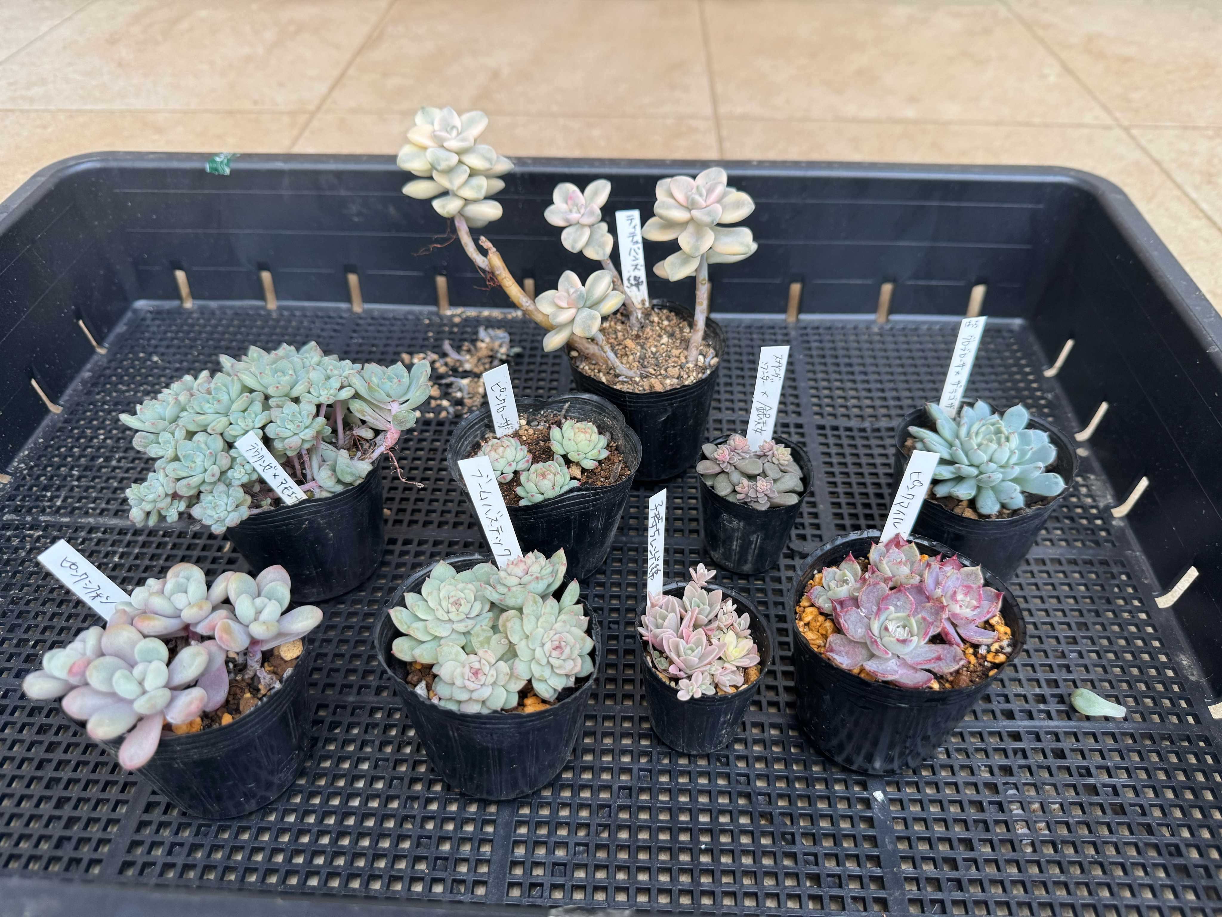 スプリングワンダー×銀天女の一覧｜🍀GreenSnap（グリーンスナップ）