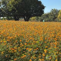 コスモス,キバナコスモス,いつもありがとう♡,コスモス畑,花日記の画像