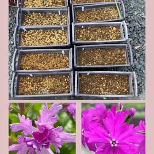 日本桜草,植え替え,山野草,花のある暮らし,お花大好き♡の画像