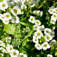 スイートアリッサム ,エディブルフラワー,ニワナズナ,ニオイナズナ,グランドカバーの画像