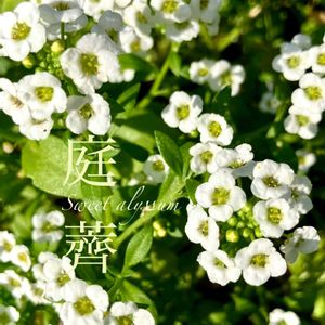 スイートアリッサム ,エディブルフラワー,ニワナズナ,ニオイナズナ,グランドカバーの画像