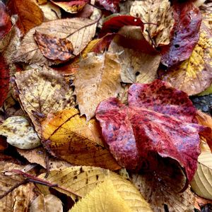 ケヤキ,コブシ,サクラ,ツタ？,散歩の画像