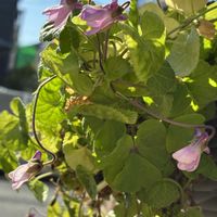 ニオイスミレ,パンダスミレ,私のお庭,千葉県北西部,小さな庭の画像