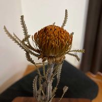 バンクシアの画像