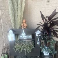 サボテン,パンパスグラス,コルジリネ,元気もらえる,お花のある暮らしの画像