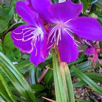 マユハケオモト,ジュズサンゴの実,八重咲き秋明菊,コートダジュール(ノボタン),コートダジュール(ノボタン)の画像