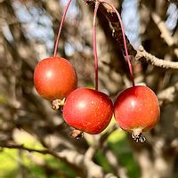 デュランタ,デュランタ,ヒメリンゴ,ヒメリンゴ,ミモザの画像