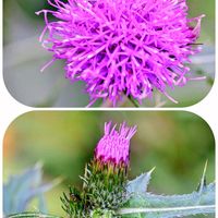 アザミ,ノハラアザミ,ノハラアザミ,山野草大好き,低山登山の画像