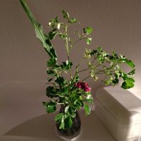 ストレリチア,観葉植物,切り花,一輪挿し,花瓶の画像