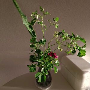 ストレリチア,観葉植物,切り花,一輪挿し,花瓶の画像