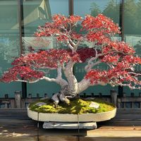 モミジ,ヤマモミジ,ヤマモミジ,ヤマモミジ,山紅葉の画像