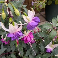 フクシア,ツリウキソウ(釣浮草),お散歩写真,貴婦人のイヤリング,お出かけ先の画像