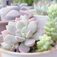 多肉,ビアホップ ,多肉植物,セダム属,多肉植物の紅葉の画像