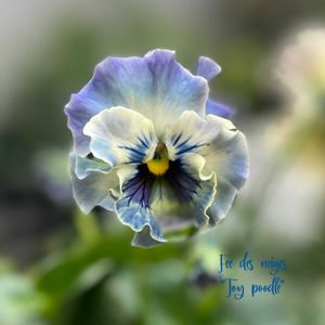 パンジー・ビオラ,パンジー フェデネージュ,ナチュラルガーデン,ジャンクガーデン,シェードガーデンの画像