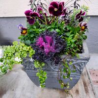 バコパ,ワイヤープランツ,プラチーナ,葉牡丹,カルーナの画像