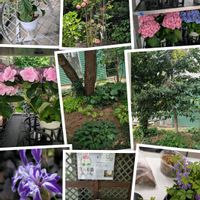 アジサイ,カキツバタ,思い出,愛知豊明花き地方卸売市場,お出かけ先の画像