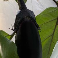 ナス,ナス,ベランダの画像