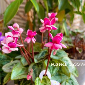 シクラメン,八重咲きシクラメン・フェアリーピコ,シクラメン フェアリーピコ,球根,放置栽培の画像