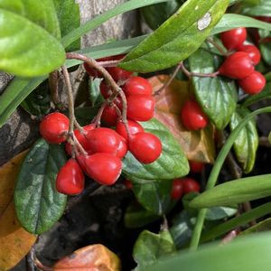 コトネアスター,コトネアスター,コトネアスター,落ち葉♪,花散歩の画像