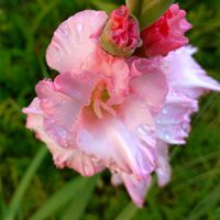 グラジオラス,花言葉,感謝,花のある暮らし,たゆまぬ努力の画像