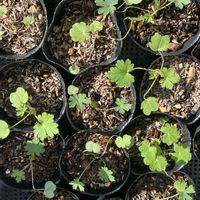 ゲラニウム,ゲラニウム,ゲラニウム・ミセス・ケンドールクラーク,ゲラニウム ビルウォーリス,ゲラニウムインカヌムの画像