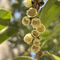 ヒサカキ,山野草,樹木,里山,モッコク科の画像