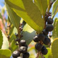 ヒサカキ,山野草,樹木,里山,モッコク科の画像