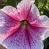 サフィニア,サフィニア,サフィニア,iphone11の画像