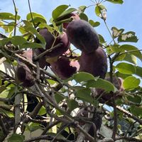 ムベ,ムベ,アケビ科,散歩道の花,雌雄同株異花の画像