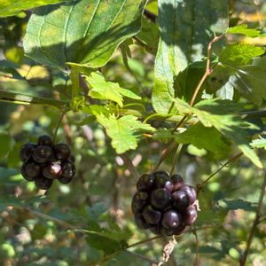 イロハモミジ,イロハモミジ,タチシオデ,タチシオデ,タチシオデの画像