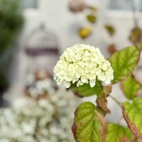 アナベル,小さな庭の画像