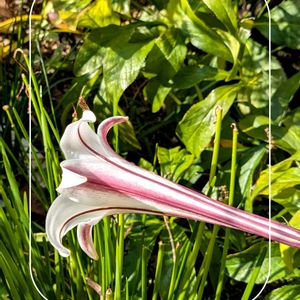 小菊,タカサゴユリ,アガスターシェ,クフェアタイニーマイス,ガーデニングの画像