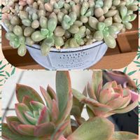 姫秀麗,ルエラの画像