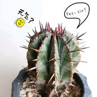 ホリダ,ユーフォルビア属,クマゲラ,多肉植物,観葉植物の画像