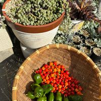 碧魚連,カンアオイ,多肉植物,多肉植物とサボテン,アガベ属の画像