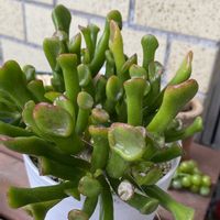 ゴーラム（宇宙の木）,ゴーラム（宇宙の木）,玄関前,うどん県人会,黒ニャンコ隊の画像