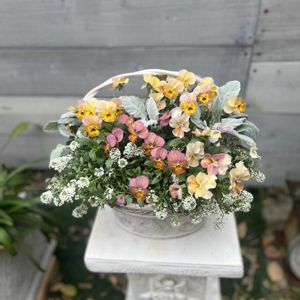 アリッサム,ビオラアプリコットアンティーク,ビオラ しんしん,シロタエギク ニュールック,ビオラ　とんとんの画像