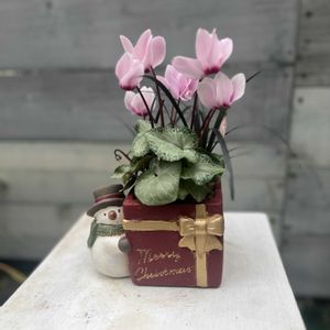 ミニシクラメン,コクリュウ（黒竜）,寄せ植え,クリスマス,ギフトの画像