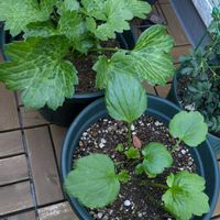 ニゲラ,ネモフィラ,ビオラ,オルレア,ラナンキュラスラックスの画像