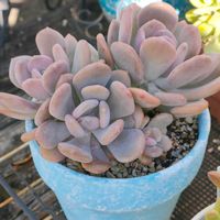 シンデレラ,シンデレラ,パキフィツム属,グロブローサ×ミニマ,グロブローサ×ミニマの画像