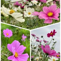 コスモス,ナデシコ,小松菜,サニーレタス,ビニールハウスの画像