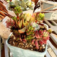 オーロラ,カルーナ,葉牡丹（はぼたん）,多肉植物,多肉の寄せ植えの画像